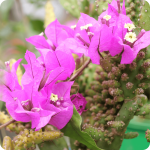 Productores Sobre nosotr@s Excursiones Noticias Activitividades Participar (32)